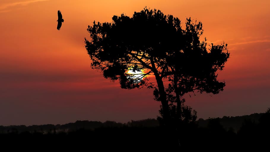 sunset, nature, landscape, evening, sky, orange, trees, birds HD wallpaper