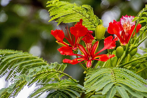 flamboyant, flower, flowers, tree, nature, plant, leaves, exotic HD wallpaper
