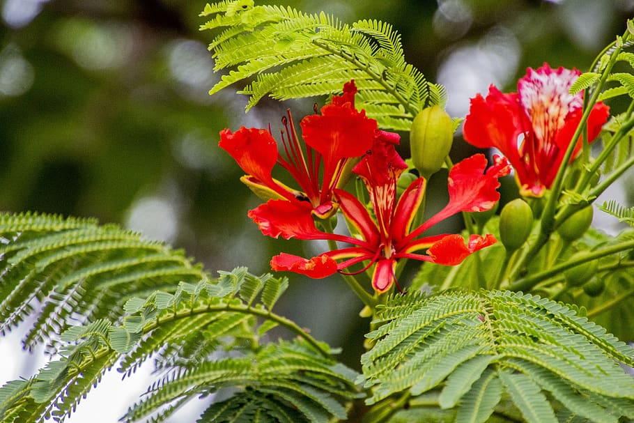 flamboyant, flower, flowers, tree, nature, plant, leaves, exotic HD wallpaper