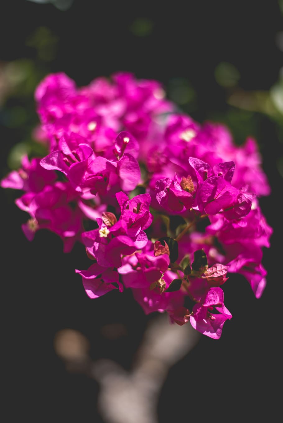 iran, shiraz, flower, flowering plant, freshness, vulnerability HD wallpaper