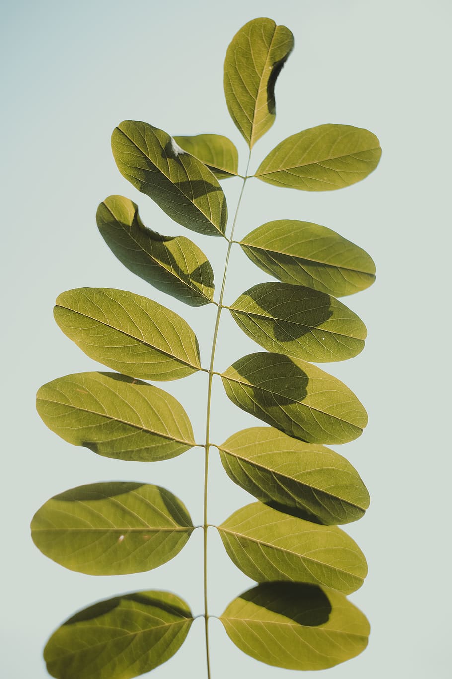 green-leafed plant, plant part, green color, studio shot, nature HD wallpaper