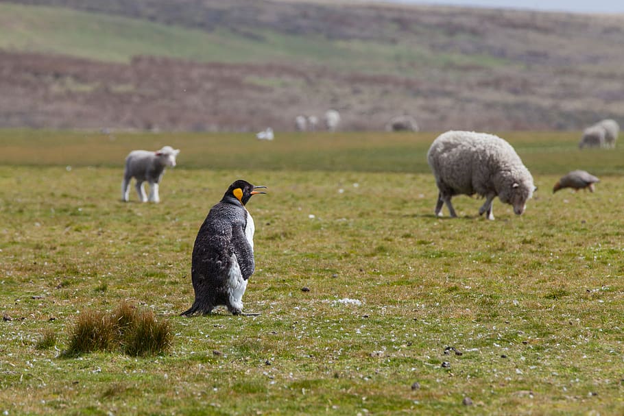 falkland islands (islas malvinas), sheep, penguin, group of animals, HD wallpaper