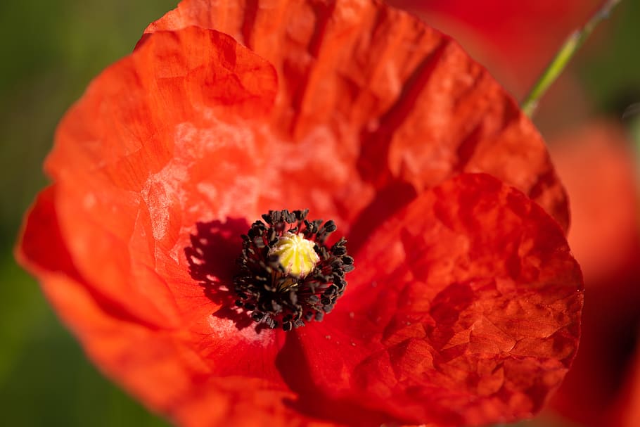 poppy, flower, red, spring, flowering plant, petal, freshness HD wallpaper