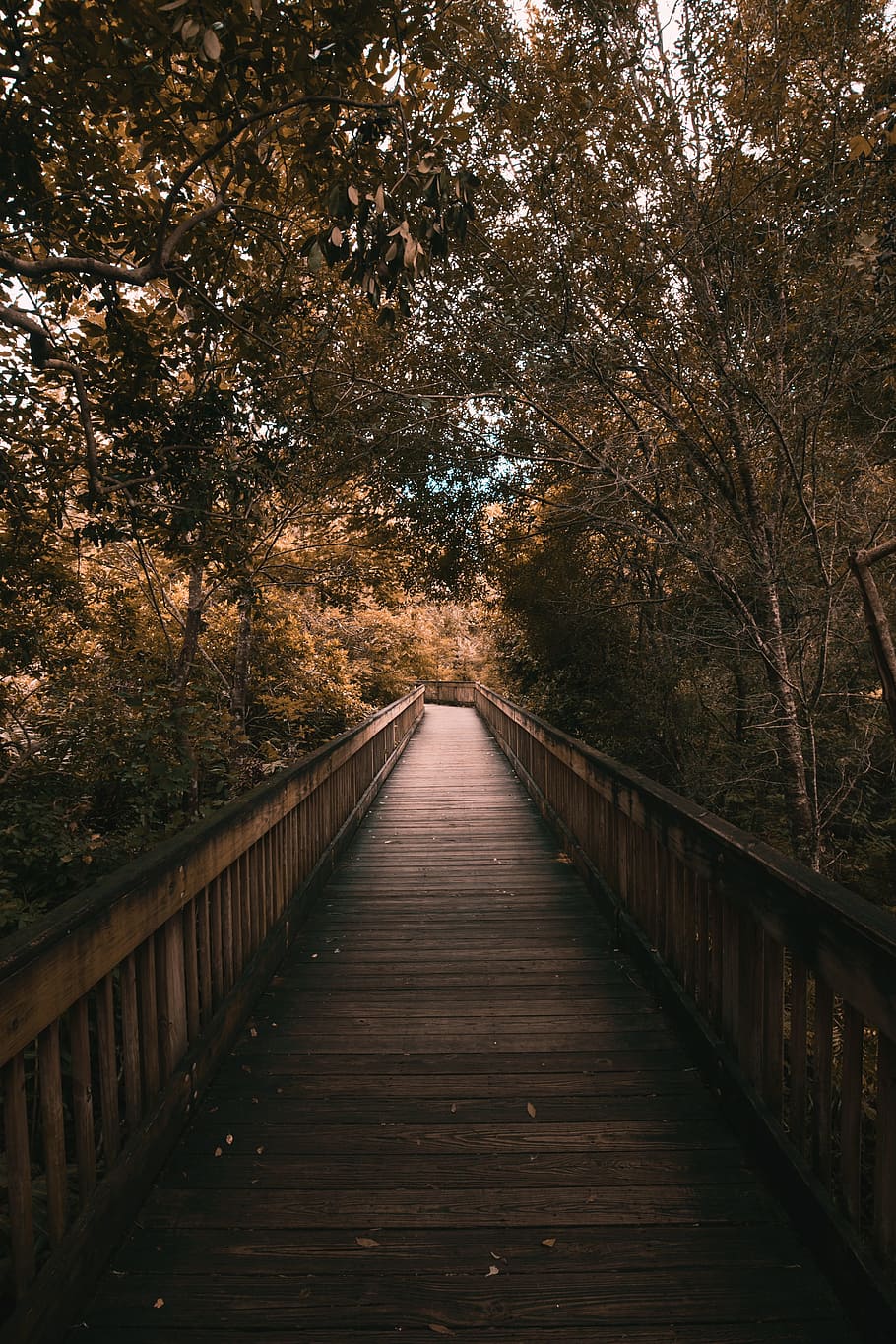wooden bridge surrounded by trees, forest, woodland, walkway