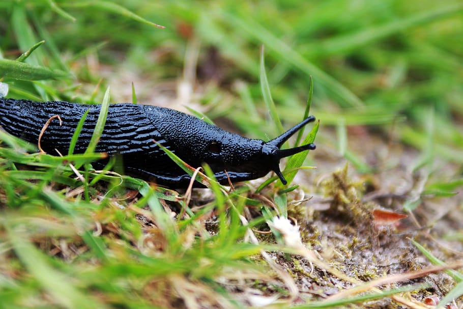 Black Snail on Grass, closeup, desktop, dirt, environment, invertebrate HD wallpaper