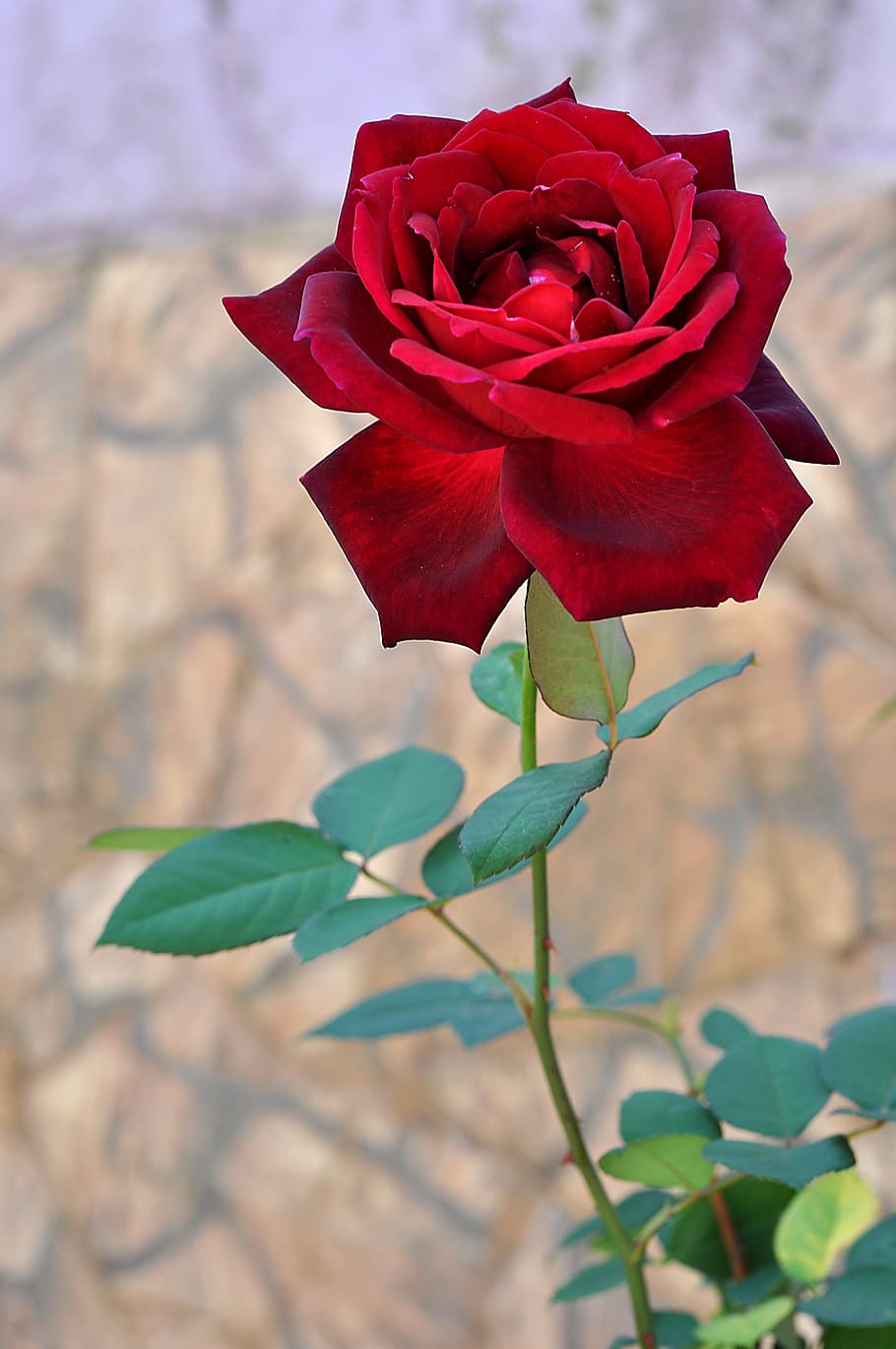 flowers, red, spring, plant, flowering plant, beauty in nature HD wallpaper