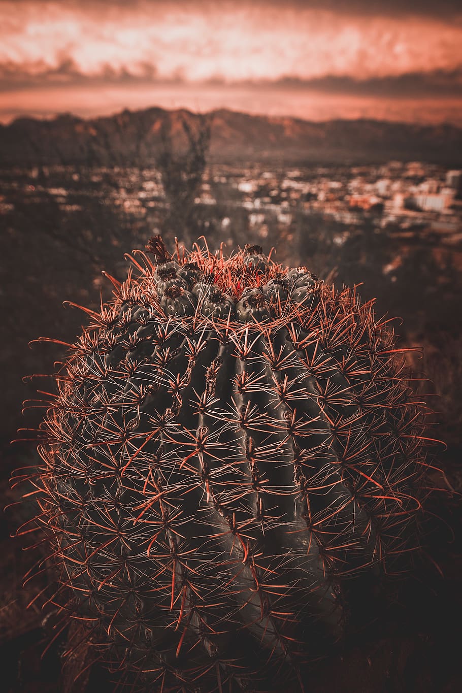 focus on foreground, nature, plant, close-up, beauty in nature HD wallpaper
