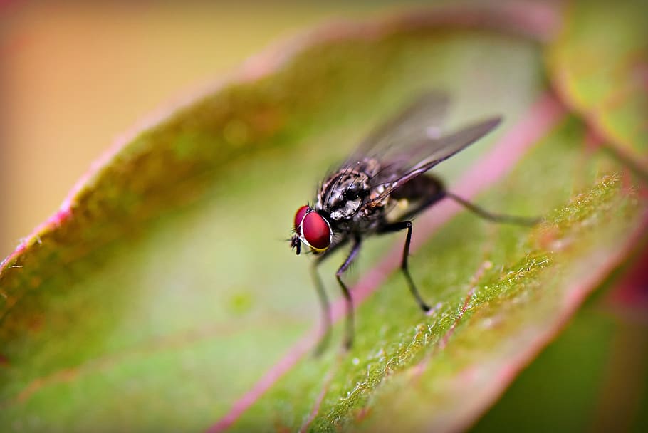 fly, insect, animal, head, eye, leg, wing, leaf, macro, invertebrate HD wallpaper