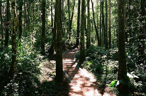 path, trail, outdoors, vegetation, plant, tree, land, nature HD wallpaper