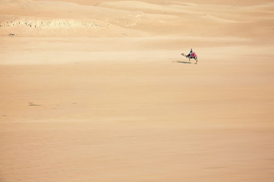 sand, camel, desert, cairo, egypt, africa, desert ship, sand dune, HD wallpaper