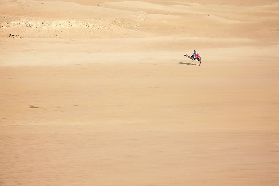 sand, camel, desert, cairo, egypt, africa, desert ship, sand dune HD wallpaper