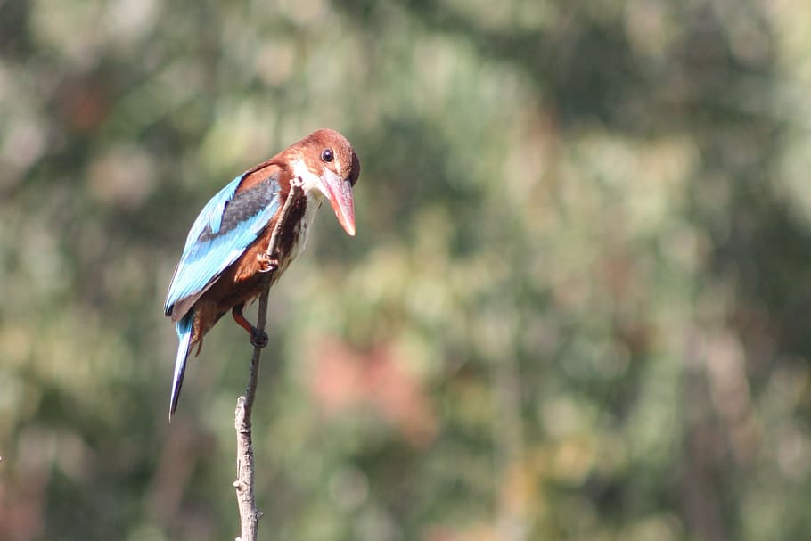 white-throated kingfisher, birds, animals, nature, halcyon smyrnensis, HD wallpaper