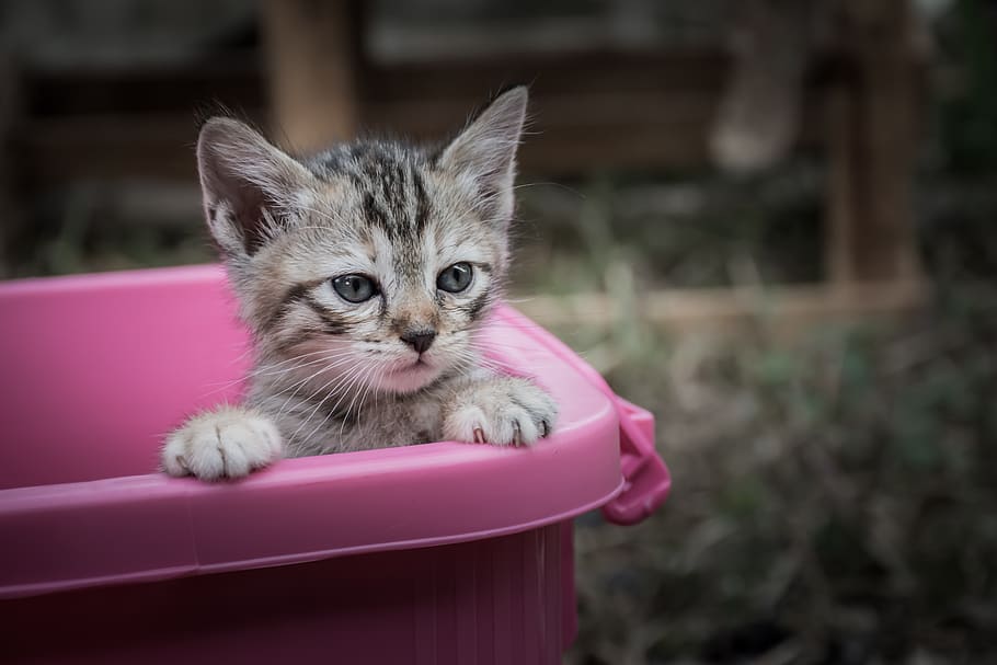 kittycat, kitten, animal, animals, pets, the sleeping, young animal HD wallpaper