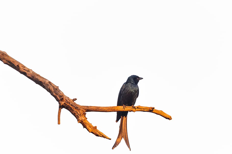 bird, animal, india, beak, punitvan, gandhinagar, blackbird HD wallpaper