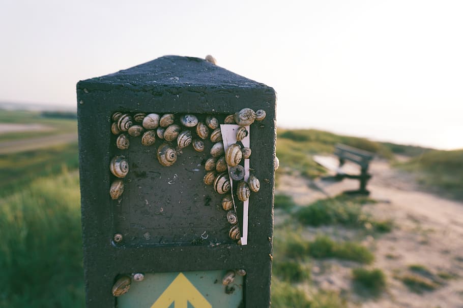 netherlands, zeeland, close-up, nature, no people, day, focus on foreground HD wallpaper