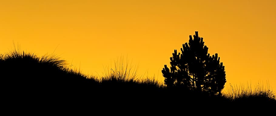 sunset, nature, plant, tree, orange, silhouette, sky, beauty in nature HD wallpaper