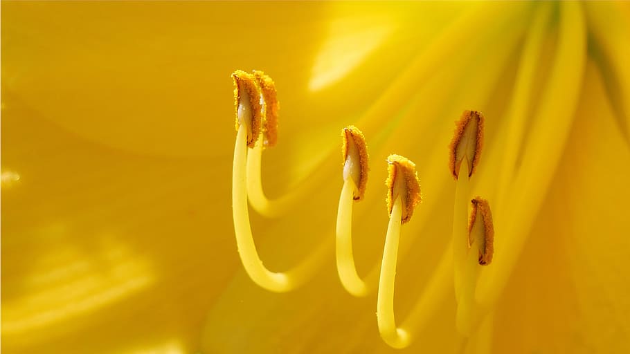 Yellow daylily flower parts macro during summer time in Rutgers Garden NJ USA., HD wallpaper