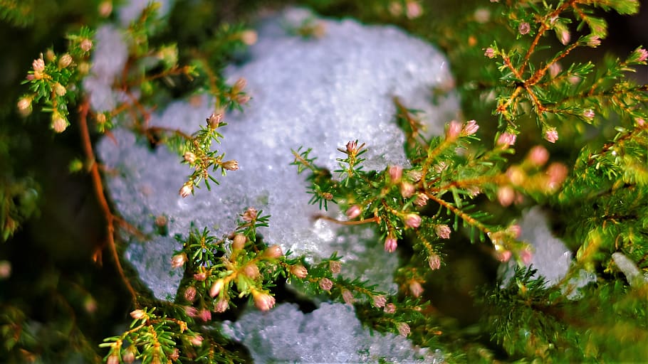 snow, ice, cold, winter, green, plants, flowers, wild, wilderness HD wallpaper
