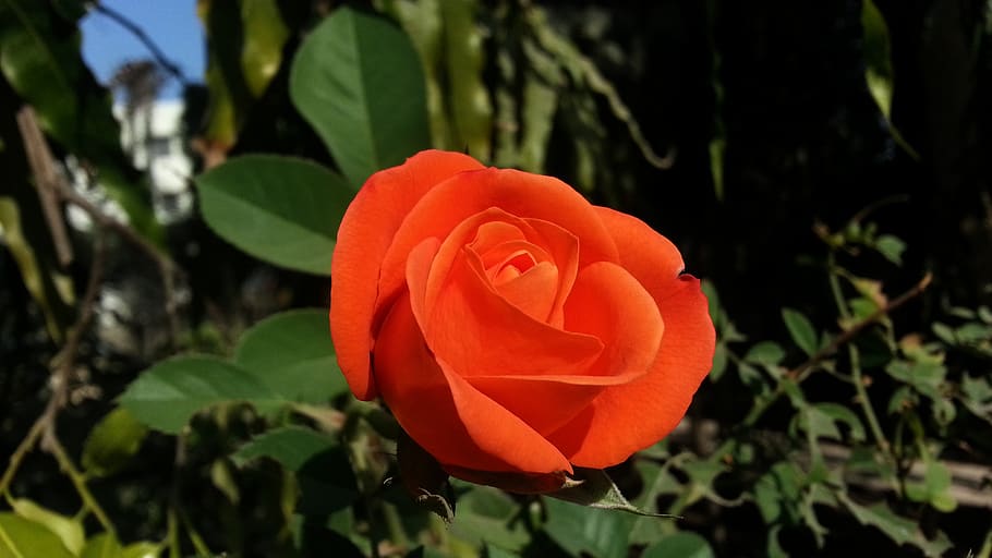 rose, red, nature, plant, flower, flowering plant, freshness HD wallpaper