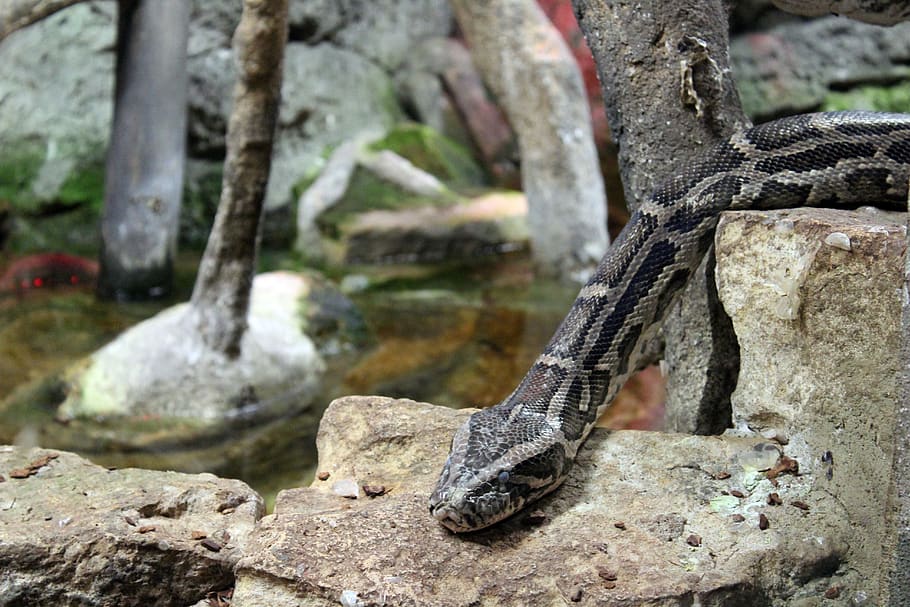 Natural dangerous. Карадагский змей фото. Reptile head.