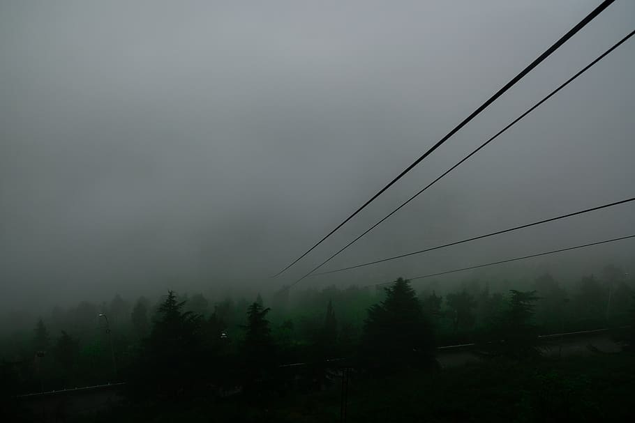 nature, weather, outdoors, fog, mist, forest, grey fog, green fog, HD wallpaper