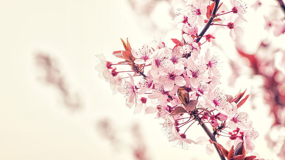 flowers, cherry tree, spring, cherry blossom, nature, bloom HD wallpaper
