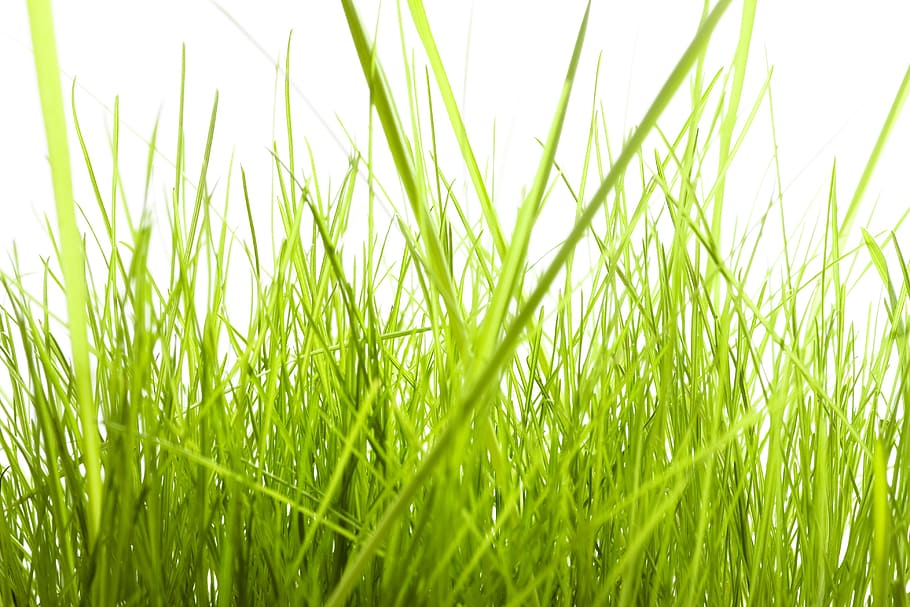con2011, background, field, fresh, garden, grass, green, growth HD wallpaper