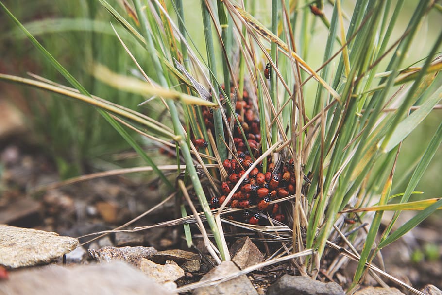 plant, growth, day, nature, focus on foreground, land, field HD wallpaper