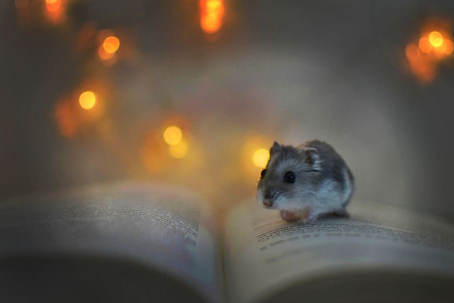 hamster, book, lights, rest, pet, relaxation, peace, mammal HD wallpaper