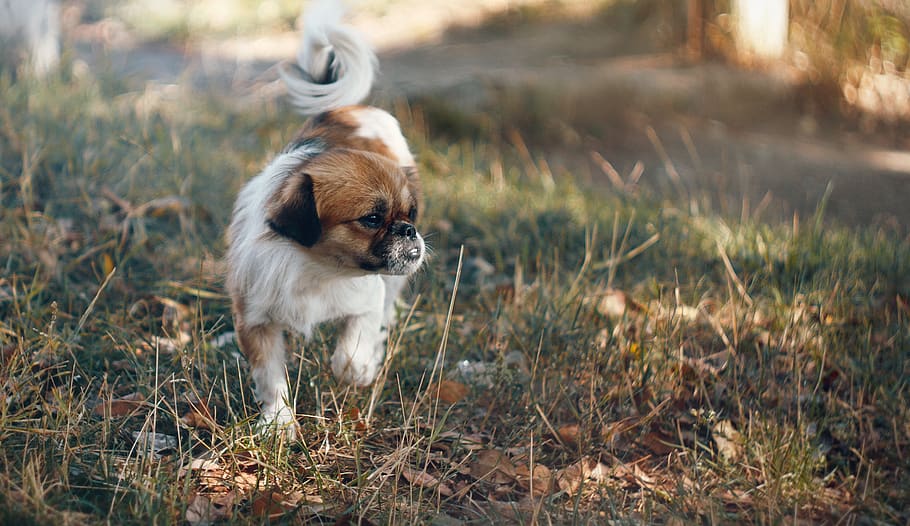 dog, puppy, one animal, animal themes, mammal, canine, domestic animals HD wallpaper