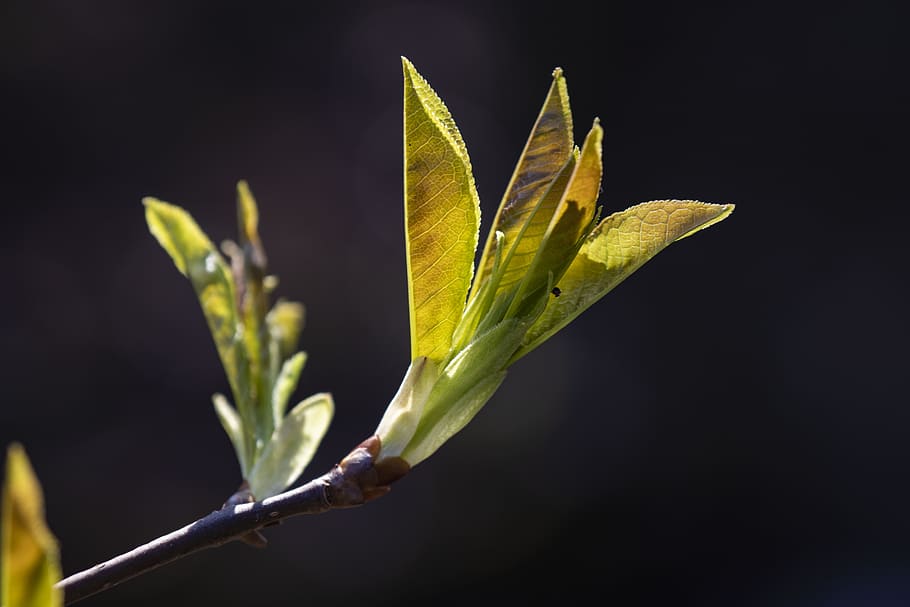 macro, spring, nature, plant, garden, flora, green, detail HD wallpaper