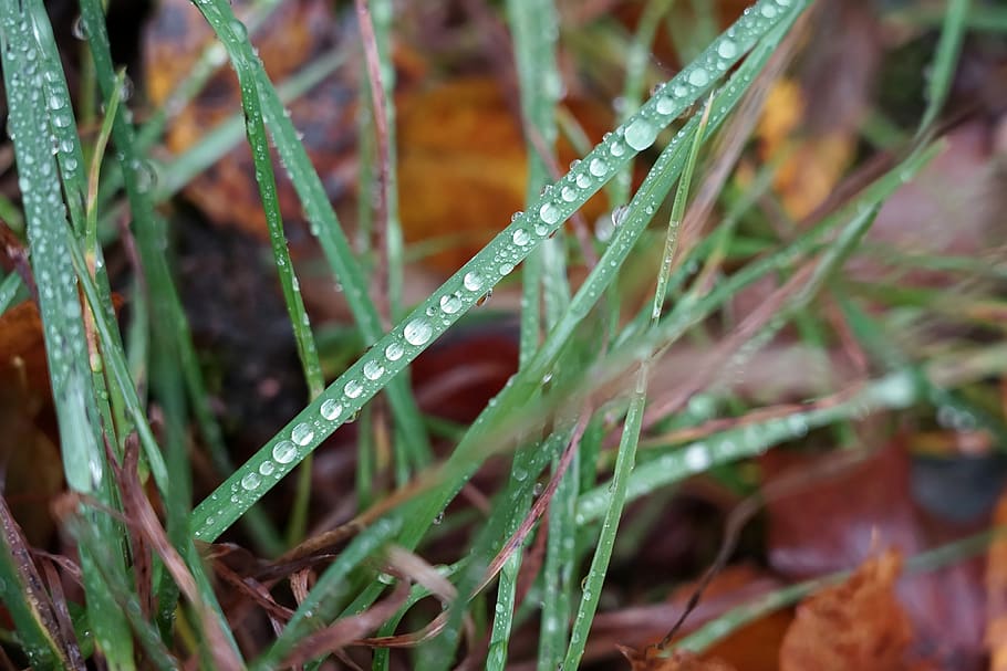 grass, droplets, green, flora, drops, raindrop, road, motorway HD wallpaper