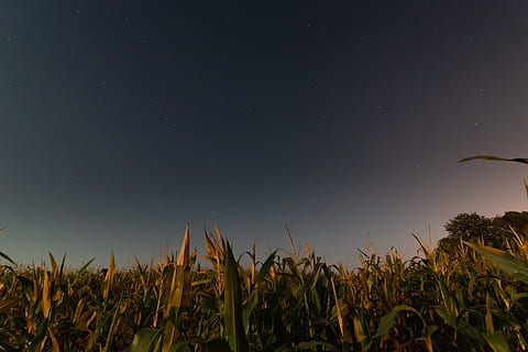 sweecorn tree under blue sky, field, star, night, dark, agriculture HD wallpaper