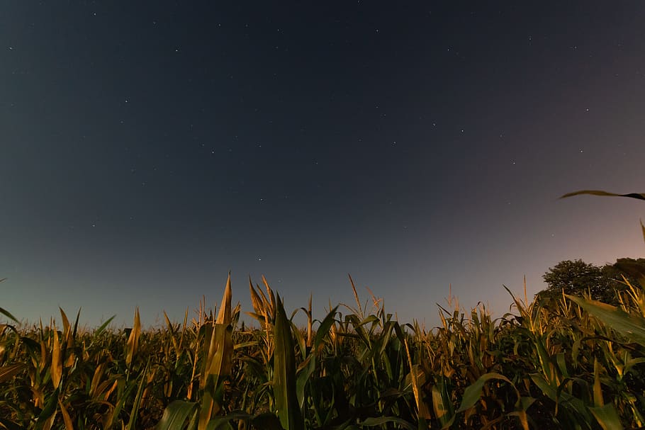sweecorn tree under blue sky, field, star, night, dark, agriculture HD wallpaper
