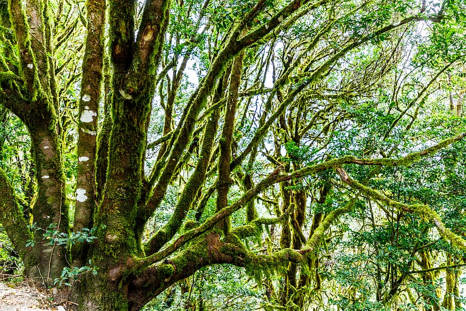 forest, cloudy forest, fairy forest, tree, plant, growth, tranquility HD wallpaper
