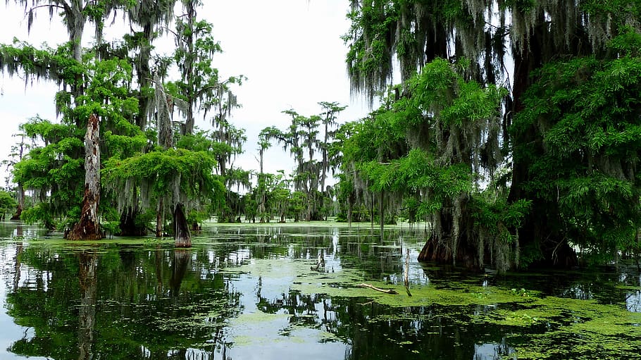 bayou, louisiana, marsh, nature, cypress, water, foam, plants