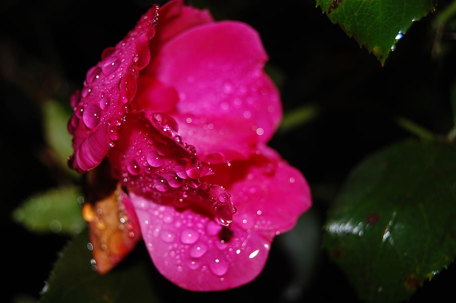 rose, depression, rain, love, raindrops, nature, flowers, water HD wallpaper
