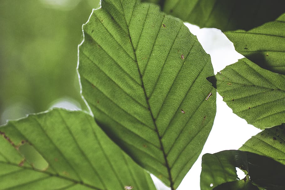 green-leafed plant, veins, texture, purple, pattern, red, structure HD wallpaper