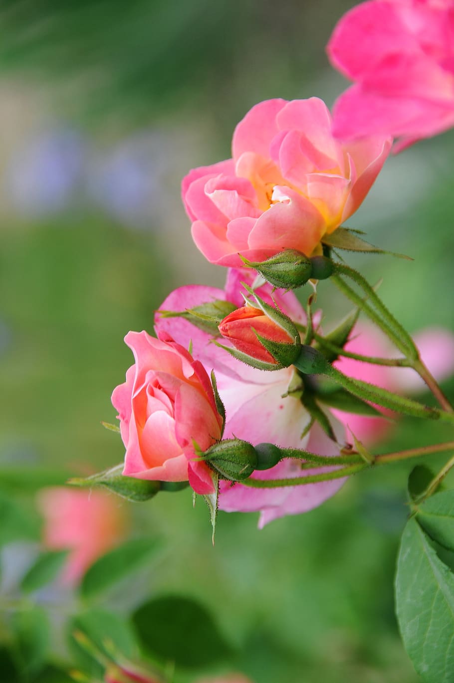 pink, flower, spring, romantic, summer, plants, garden, decorative HD wallpaper