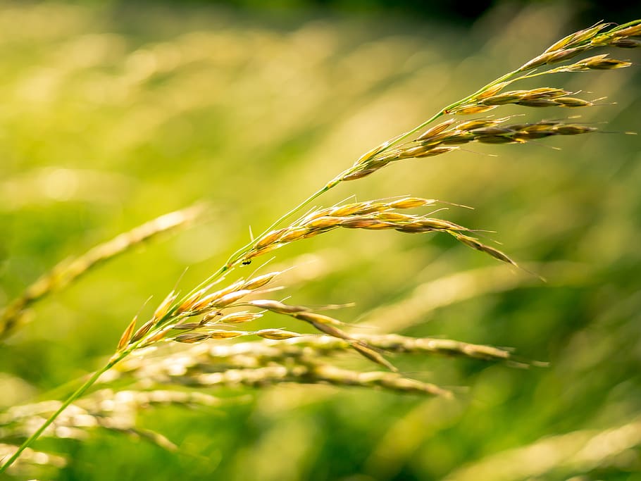 grass, green, nature, summer, plant, growth, crop, agriculture HD wallpaper