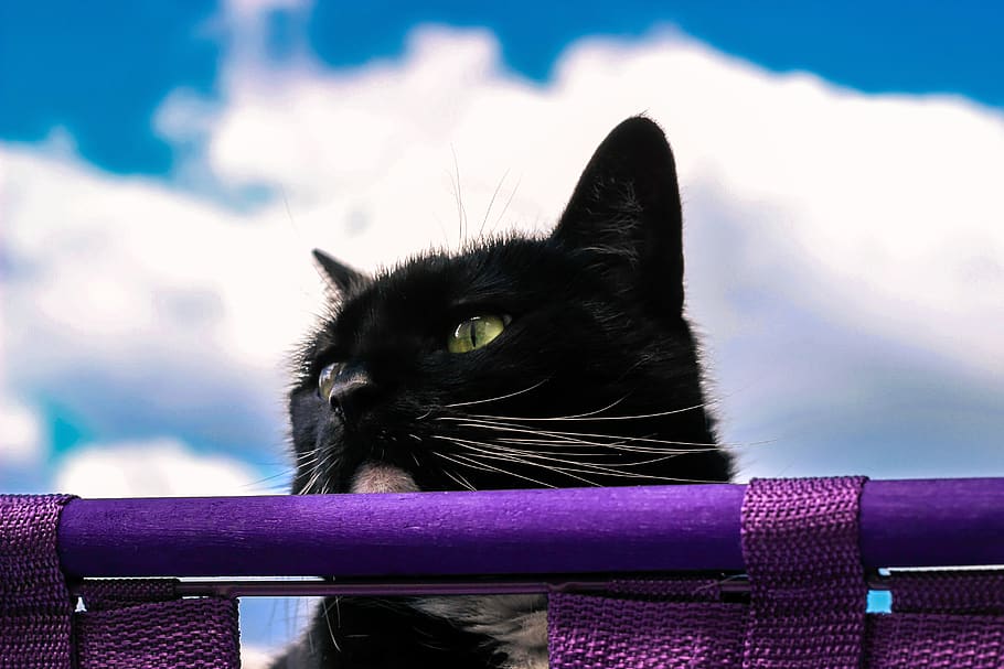cat, pet, basket, sitting, kitten, sweet, moustache, domestic cat HD wallpaper