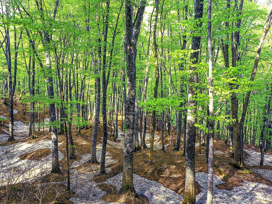 beech, forest, jungle, wild, tree, bunch, woods, nature, green HD wallpaper