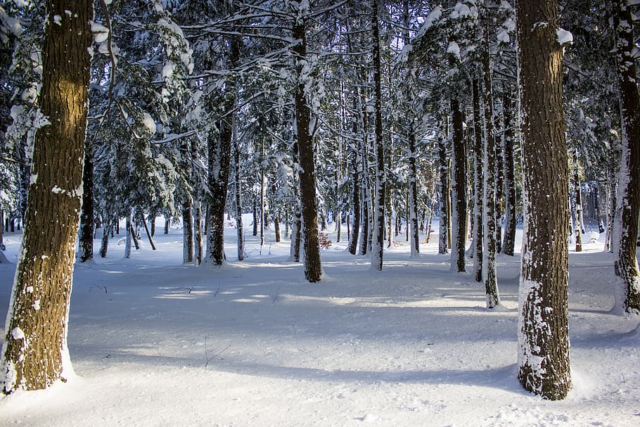trees, winter, snow, cold, pine trees, plant, cold temperature HD wallpaper
