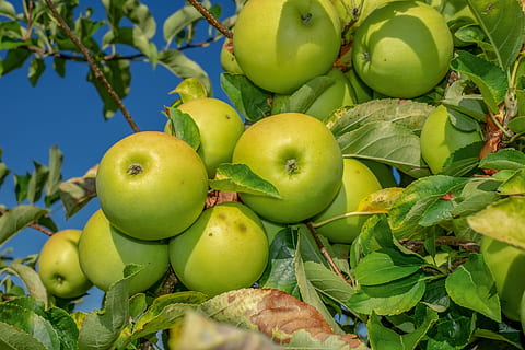 apple, fruit, green, ripe, vitamins, fruits, fruit trees, apple orchard HD wallpaper