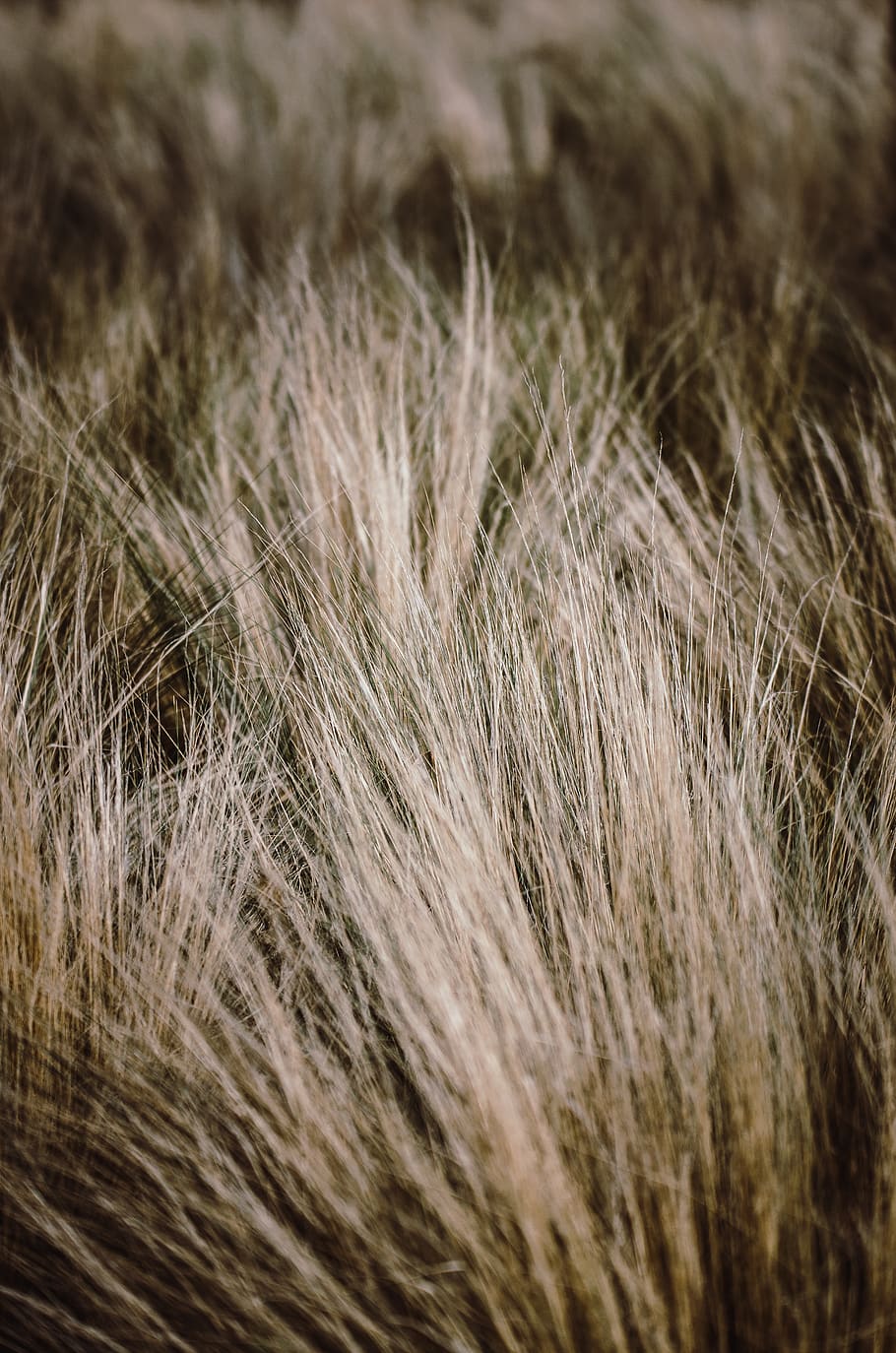 grey furs, selective focus, close-up, hair, plant, nature, agriculture HD wallpaper