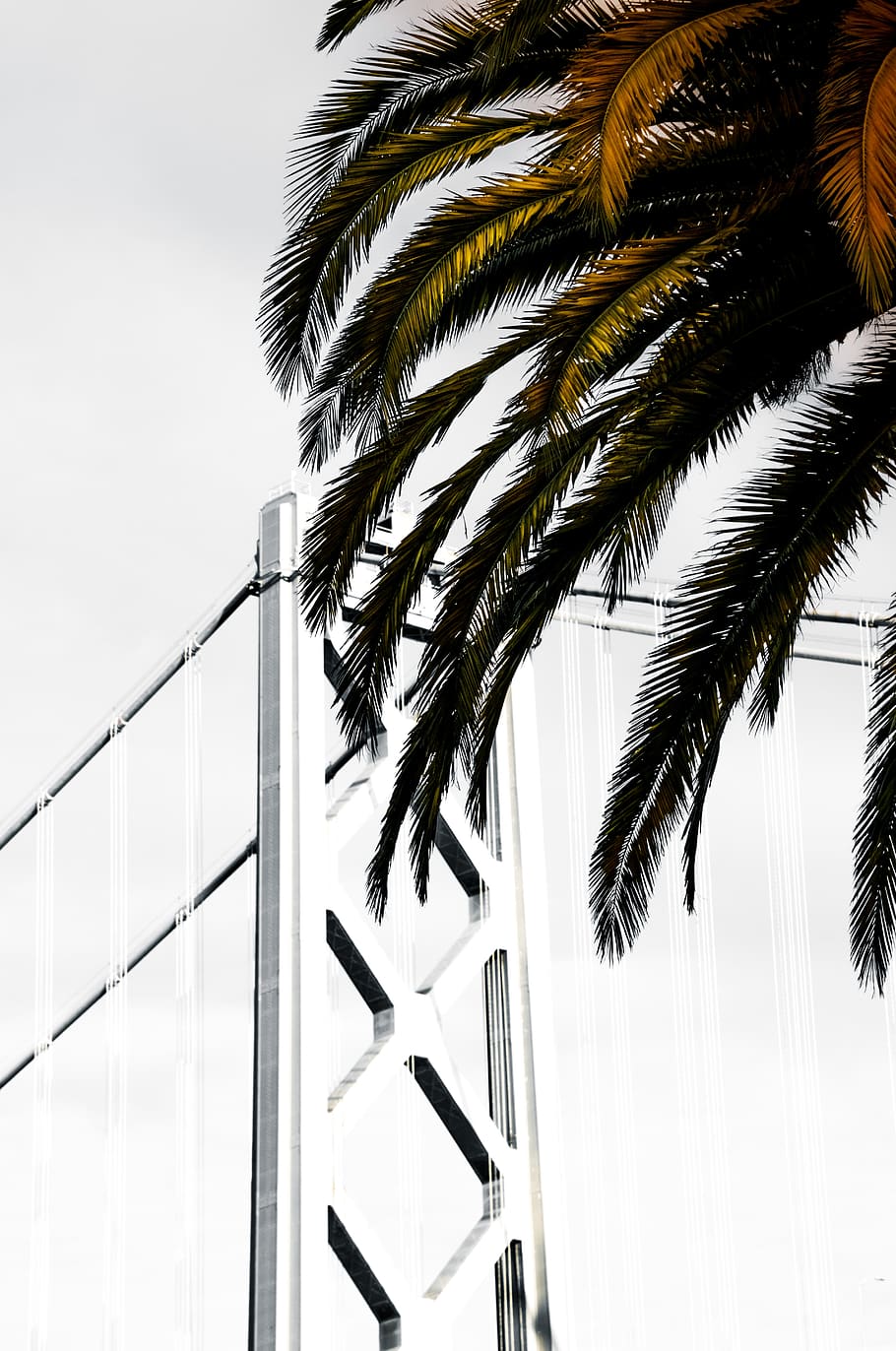 palm tree near bridge, tropical climate, nature, day, plant, no people HD wallpaper