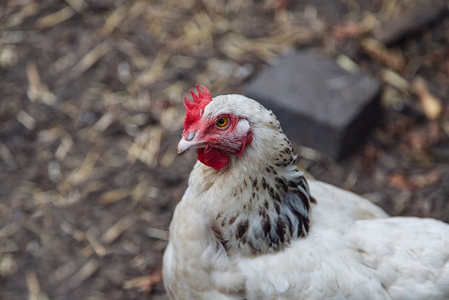 chicken, white, red, bird, animal world, plumage, poultry, animal themes