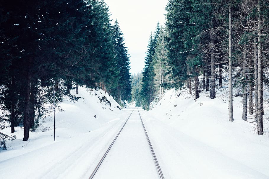 tree, cold temperature, snow, plant, winter, transportation HD wallpaper