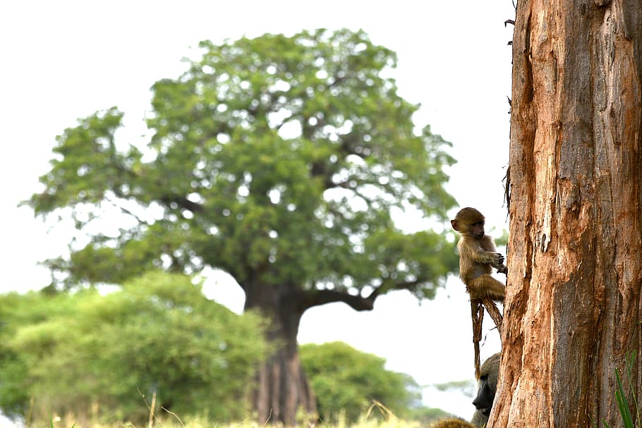 tree, plant, tree trunk, bird, animal, outdoors, vegetation HD wallpaper