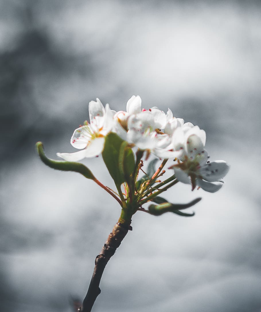 white petaled flower, plant, beauty in nature, fragility, flowering plant HD wallpaper